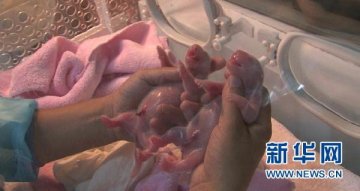 成都大熊猫“奇珍”生下龙凤胎