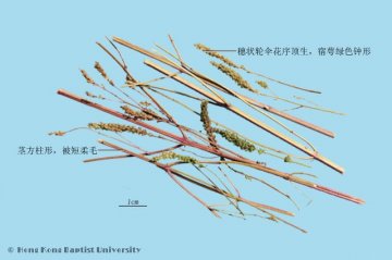 荆芥（Jingjie）中药材鉴别照片