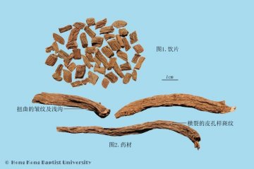 续断（Xuduan）中药材鉴别相册