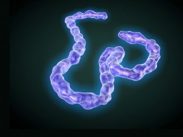 试验性药物阻止类埃博拉病毒感染