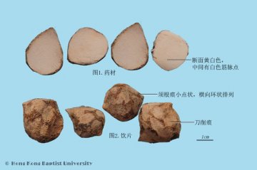 三棱（Sanleng）中药材鉴别照片