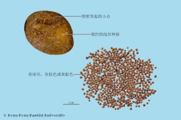 菟丝子（Tusizi）中药材鉴别相册