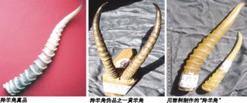 羚羊角：除去骨塞通天眼