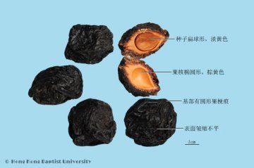 乌梅（Wumei）中药材鉴别照片