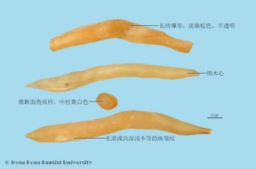 天冬（Tiandong）中药材鉴别相册