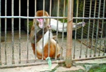 猴子掀女游客裙子被饲养员“终身囚禁”
