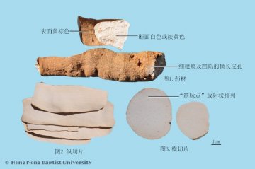 天花粉（Tianhuafen）中药材鉴别相册