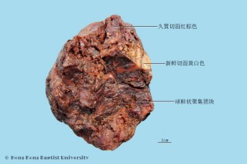 阿魏（Awei）中药材鉴别照片