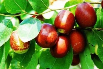 8种食物暗藏大营养 多吃能长寿