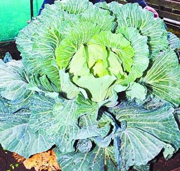 英国老人种出直径1.5米卷心菜 重达25斤