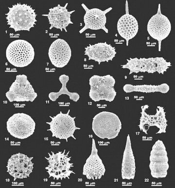 大洋海底首次发现古DNA