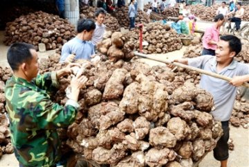 小茯苓大产业 “土疙瘩”变“金饽饽”--湖南省靖州苗族侗族自治县大力发展茯苓产业
