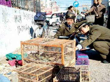 北京阻击禽流感 卫生局：类流感监测改每日一报