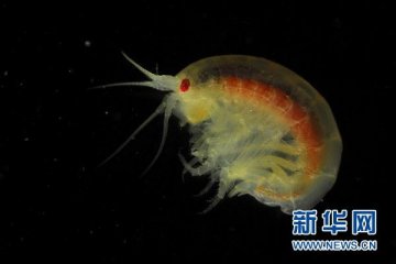 我国迄今在地球最北海域采集到生物样品