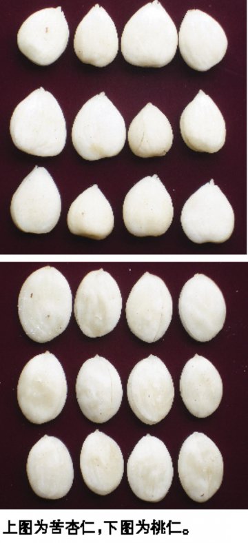 鸡心杏仁 薄边桃仁