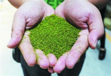 浒苔上岸变废为宝 降解成液体销往国外