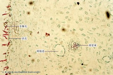 五倍子（Wubeizi）中药材横切面显微鉴别照片