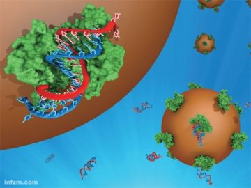 研究发现日常饮食能直接影响体内基因表达