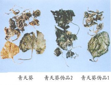 青天葵（Qingtiankui）FoliumNerviliae