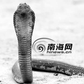 男子家中养千条眼镜蛇 称想建科普基地