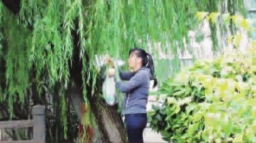 女子采摘柳叶称能治甲亢 专家告诫切勿盲目轻信