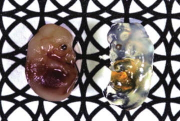 科学家发明神奇药水：能使生物变透明