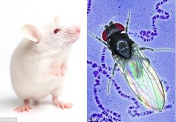 科学家描绘老鼠果蝇视神经 有助揭开大脑谜团