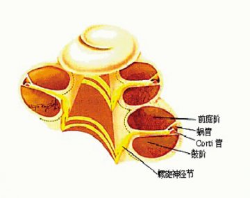 眩晕 该到哪些科看病
