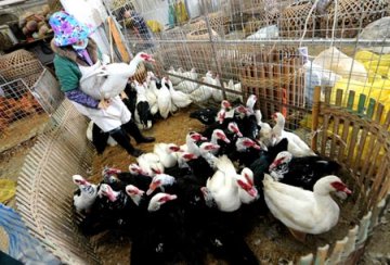 研究称H7N9禽流感病毒人传人趋势需警惕