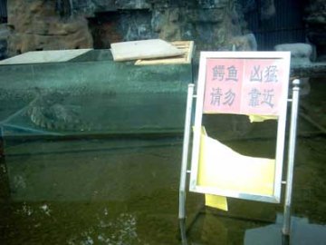 一饭店养凶猛鳄鱼 店方称为观赏