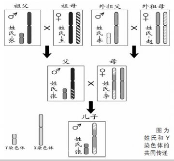 Y染色体与姓氏宗族演变