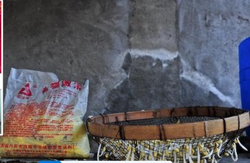 直击“毒豆芽”生产黑幕
