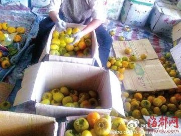 网友曝福州商贩给柿子内注射液体 怀疑是催熟剂