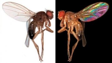研究发现透明昆虫翅膀实则色彩鲜艳