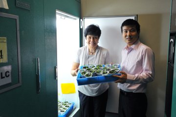 港大研转基因助植物抗冻