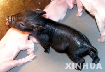 我国第1头体细胞克隆猪诞生 小香猪健康活泼