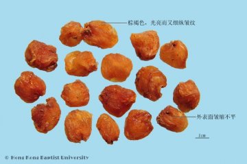 龙眼肉（Longyanrou）中药材鉴别照片