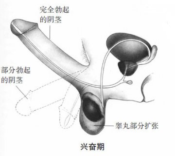 科普男女性器官在性反应周期中的变化