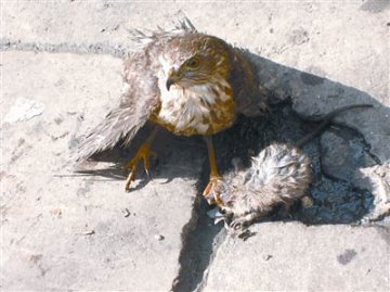 市民目睹猫头鹰闹市捉老鼠