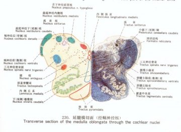 延髓横切面（经蜗神经核）