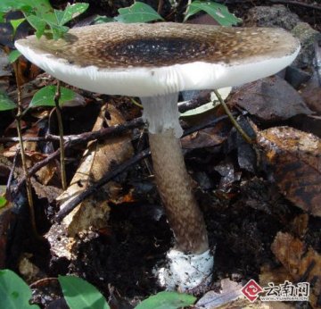 云南发现三种剧毒菌 部分只吃10克可致人死亡