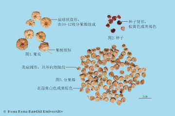 冬葵果（Dongkuiguo）中药材鉴别照片