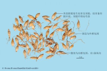 麦芽（Maiya）中药材鉴别照片