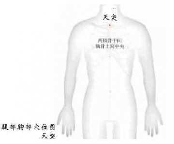 腹部胸部穴位-天突