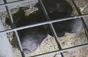 科学家首次捕捉到黑猩猩安慰将死同类现象