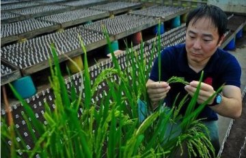 产量可提升30%！日本科学家发现水稻神奇基因