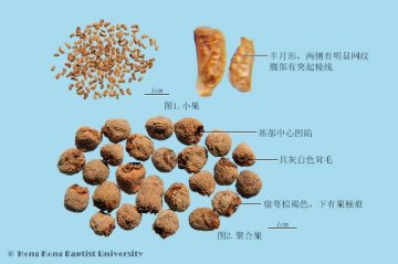 覆盆子（Fupenzi）中药材鉴别照片