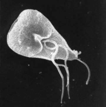 8.蓝氏贾第虫