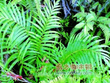 中国土壤重金属污染严重 专家正研究修复技术