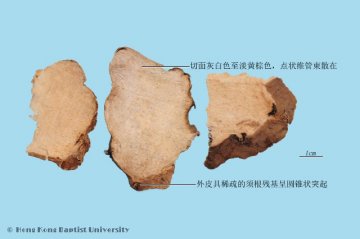 绵萆薢（Mianbixie）中药材鉴别照片